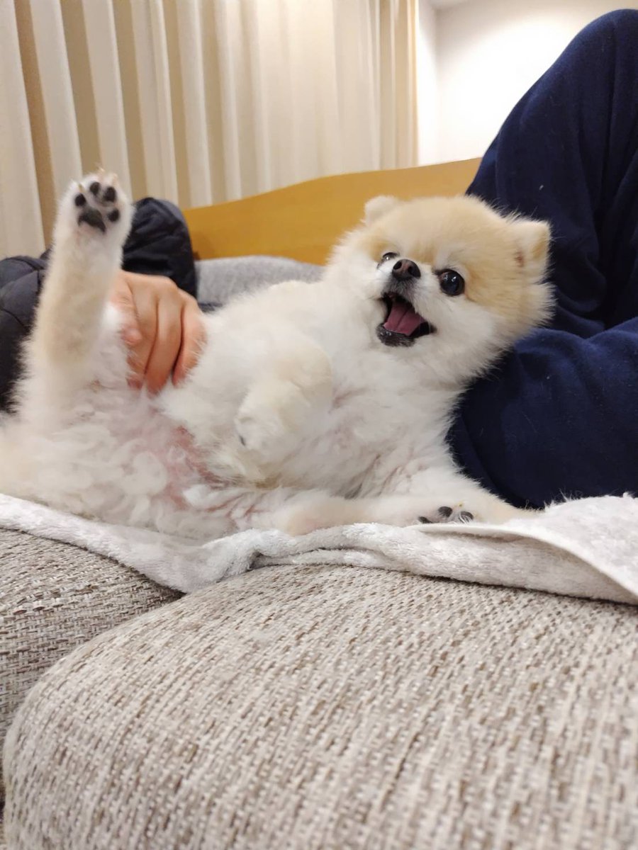 ubumaron's tweet photo. ヤーｯｯ！！！🐶

#ポメラニアン https://t.co/qgXyaUefhj