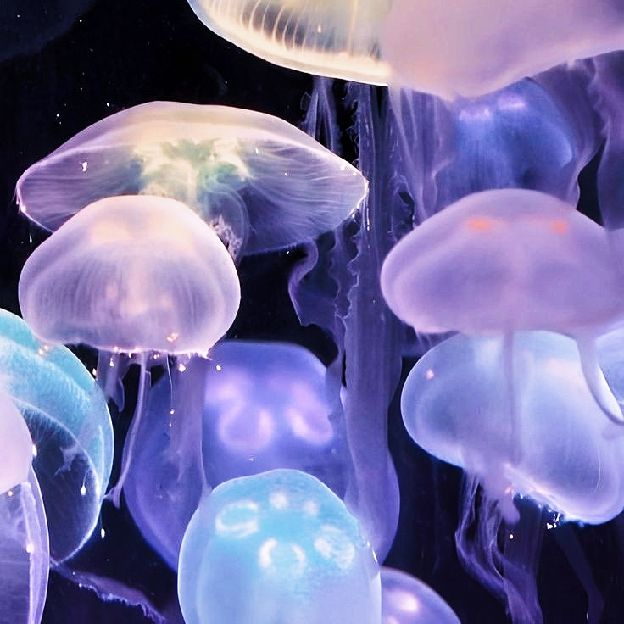 reminiscinbby's tweet photo. deep sea jellyfish https://t.co/j9DL9X5dZJ