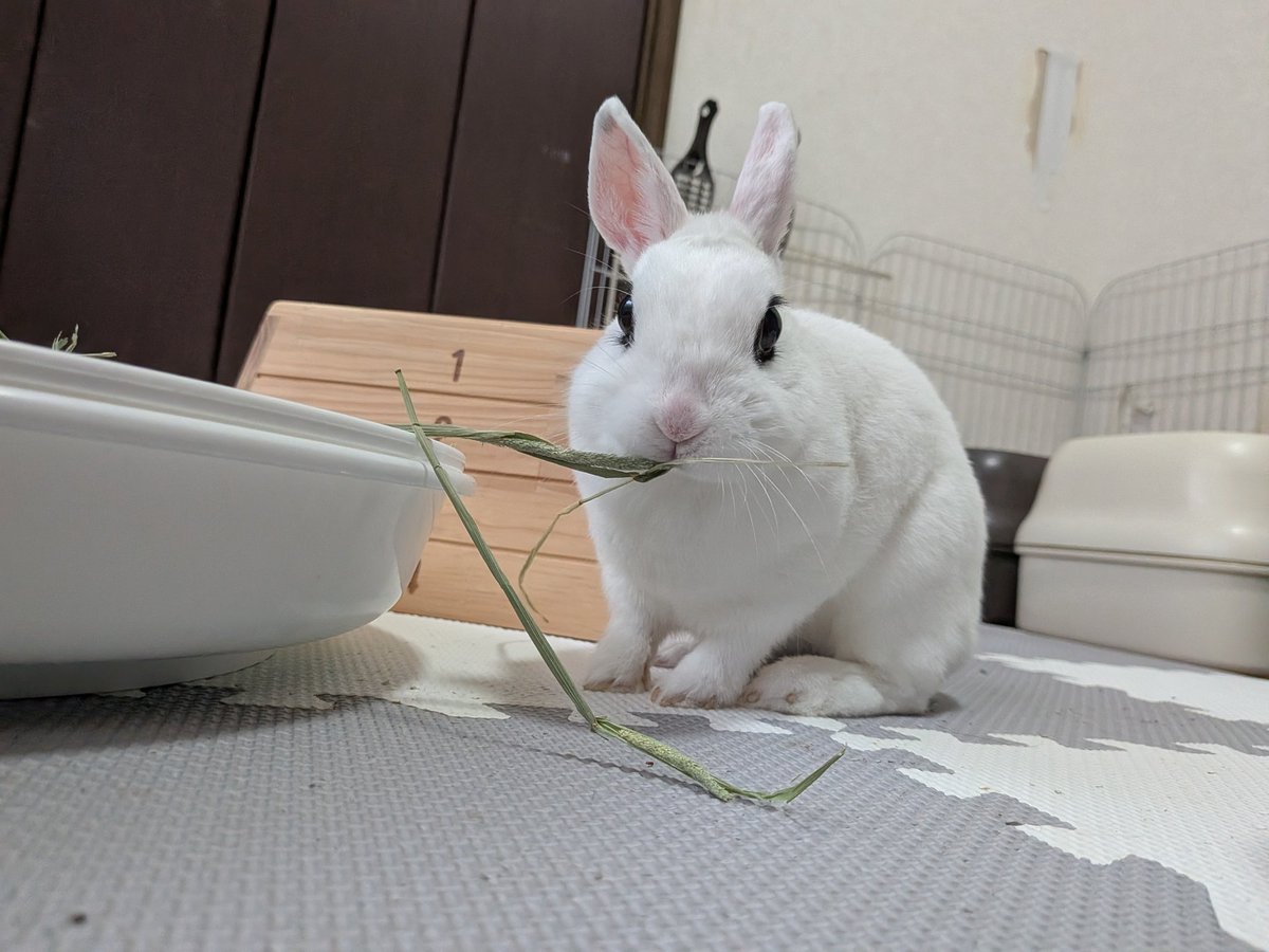 はむ茶漬け tweet media