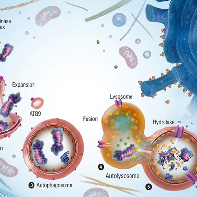 JayCampbell333's tweet photo. Researchers studying human placental tissue found something nobody expected:🧵

300 signaling proteins that can retune cells back to a younger state.

1 in 3 adults over 40 now has cells that no longer respond to their own hormones.

This is what nobody's telling you about why your peptides plateau, your TRT keeps climbing, and your GLP-1 stops working at month four.

It's not the compound. It's the cells.

A cell is a tiny machine covered in thousands of antennas. Each antenna receives one specific signal insulin, growth hormone, GLP-1, testosterone.

When the antennas work, the message gets through.
When they dull, the message bounces off.

The hormone is still in your bloodstream.
The peptide is still in your system.
The receptor just can't hear it anymore.

This is what aging actually is.

Not decay. A slow, quiet failure of cellular communication.

By 40, your antennas catch maybe 60% of the signals they used to.
By 50, closer to 40%.
By 60, the volume is so low most messages never arrive...

You're not running out of hormones.
You're running out of cells that can hear them.

Every supplement, peptide, and hormone you're stacking is sitting in your bloodstream knocking on doors nobody's answering.

You're filling a leaking bucket.

Until recently, this was a one-way road. Cells dulled.

They didn't retune.

Then researchers figured out how to harvest the secretome the complete library of signaling proteins one cell uses to tell another cell what to do from human placental tissue.

The most signaling-rich tissue in human biology.

The one that builds an entire body in nine months.

The result is Cell Factors (USE UTM LINK). 

You've probably heard of stem cells, exosomes, and PRP.

They were all trying to deliver this same cellular instruction set.

None of them got there cleanly.

PRP gives you a narrow band of growth factors.

Exosomes activate fewer than 100 pathways.

Stem cells are unstable, complex to handle, and cost $25,000-$30,000 a treatment.

Cell Factors activates 300+ pathways simultaneously.

Acellular. DNA-free.

No live cells and no tumor risk.

Same biological goal.

Direct delivery. No middleman.

Inside the body, three things happen:

At the receptor level, cytokine balance resets.

Cells start responding again.

At the immune level, chronic inflammatory signaling quiets down.

At the tissue level, fibrosis slows.

Regeneration starts.

The antennas retune.

Here's the part most people miss:

You don't have to throw out the protocol you're already on.

Once your cells start hearing again, everything you're already taking lands harder.

Hormones bind more effectively.

Peptides reach responsive receptors.

You may need lower doses, not higher ones.

The 8-week peptide cycle stops being mandatory.

Take Chris Zant. 55.

Masters bodybuilder.

18 months of brutal training had wrecked his shoulder chronic pain, tendinosis, no range of motion.

Standard protocols had stopped working.

He added Cell Factors.

Within 24 hours: pain dropping, mobility returning.

Over six weeks: strength back from zero load to 10 lbs plus resistance bands. Nighttime pain gone.

Full range of motion.

Back to functional daily movement.

Same protocol healed his wife's torn shoulder tendon in the same window.

The body never forgot how to heal.

It just stopped hearing the instructions.

→ Bookmark this
→ Repost for someone stuck on increasing doses
→ Follow @JayCampbell333

Cell Factors.

Through BioLongevity Labs 

https://t.co/KFbFlDuj4Q

Retune the signal.