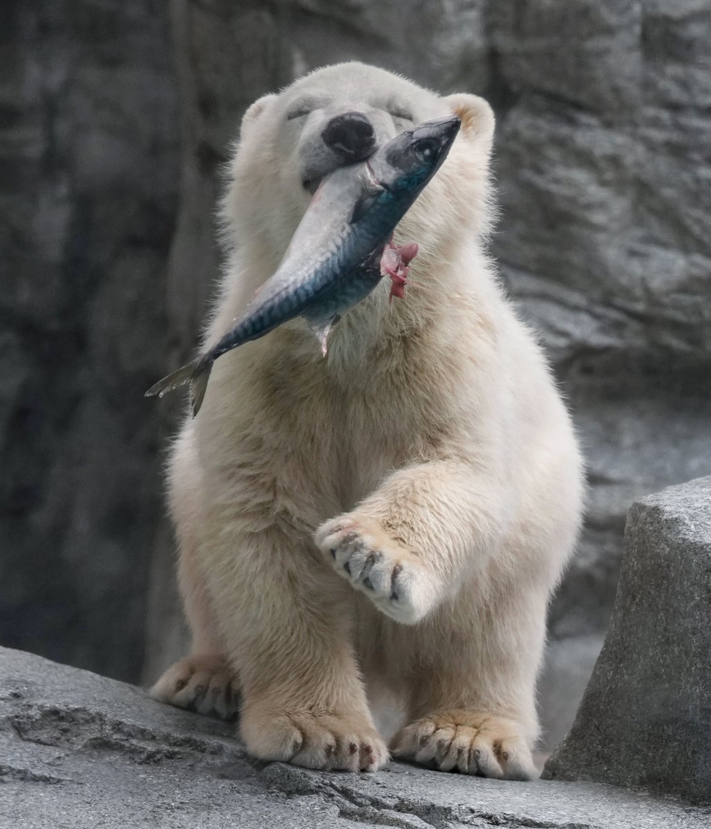 嬉しそうで可愛いね🐻‍❄️🐟