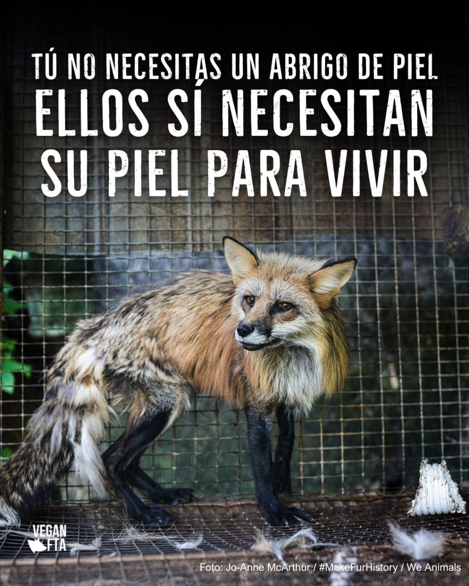 Primitivismo Sapiencial 🐺🪓💪🏻 tweet media
