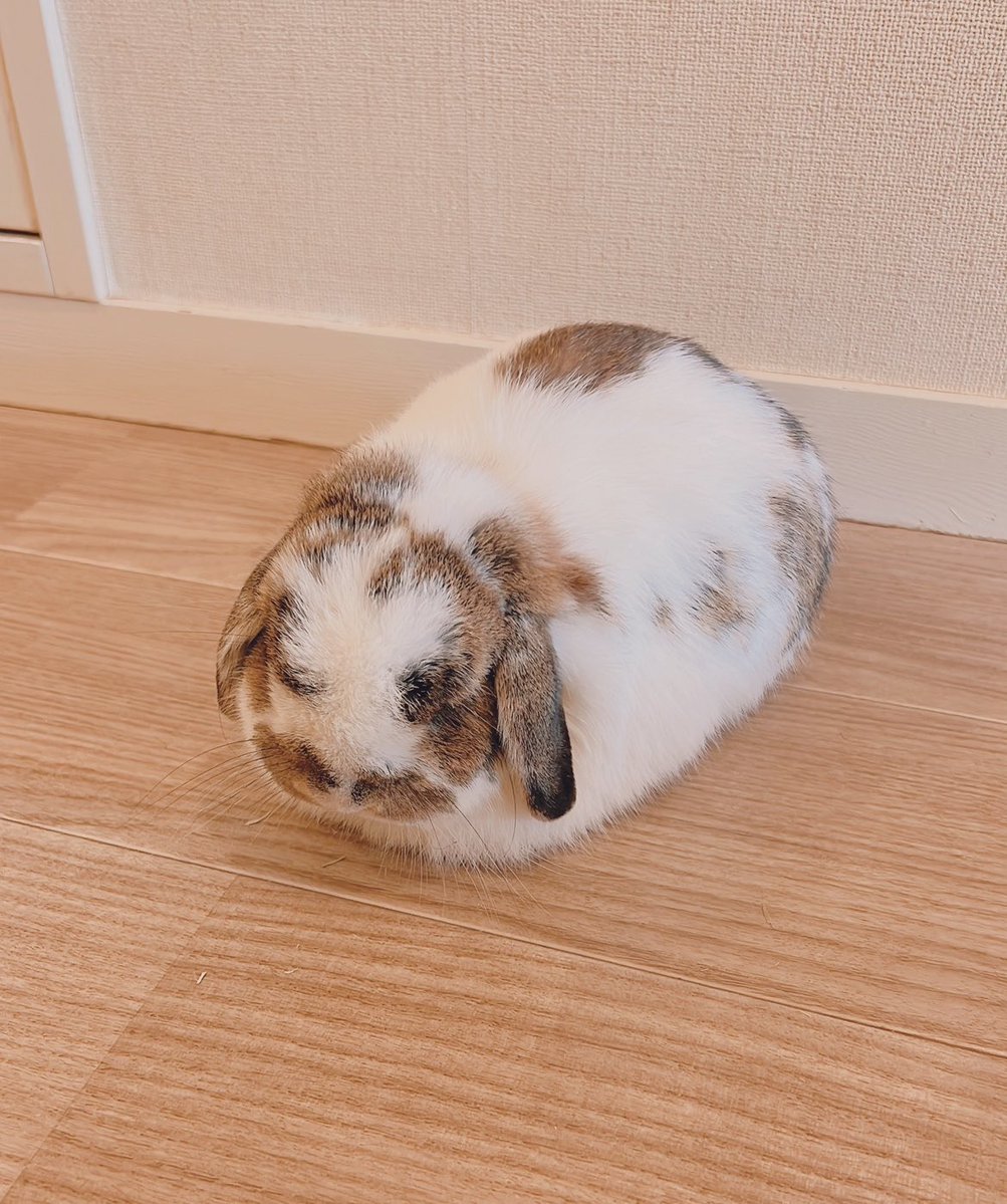 うさぎのうさじ tweet media