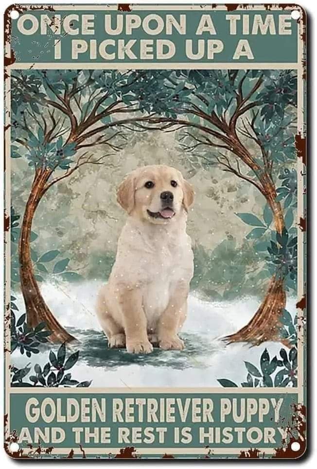 Golden Retriever Channel tweet media