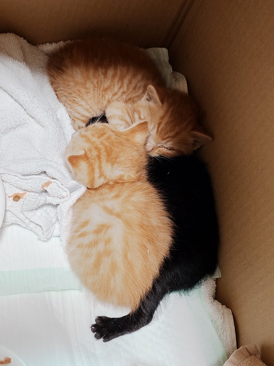henjyoji's tweet photo. 3匹の捨てられた子猫が上関の特産品センター駐車場で、カラスに襲われていた。傷もあったので柳井市��動物病院まで連れて行きました。誰か飼ってくれる方おられませんか🥹❓ https://t.co/v0CuMzKzCI