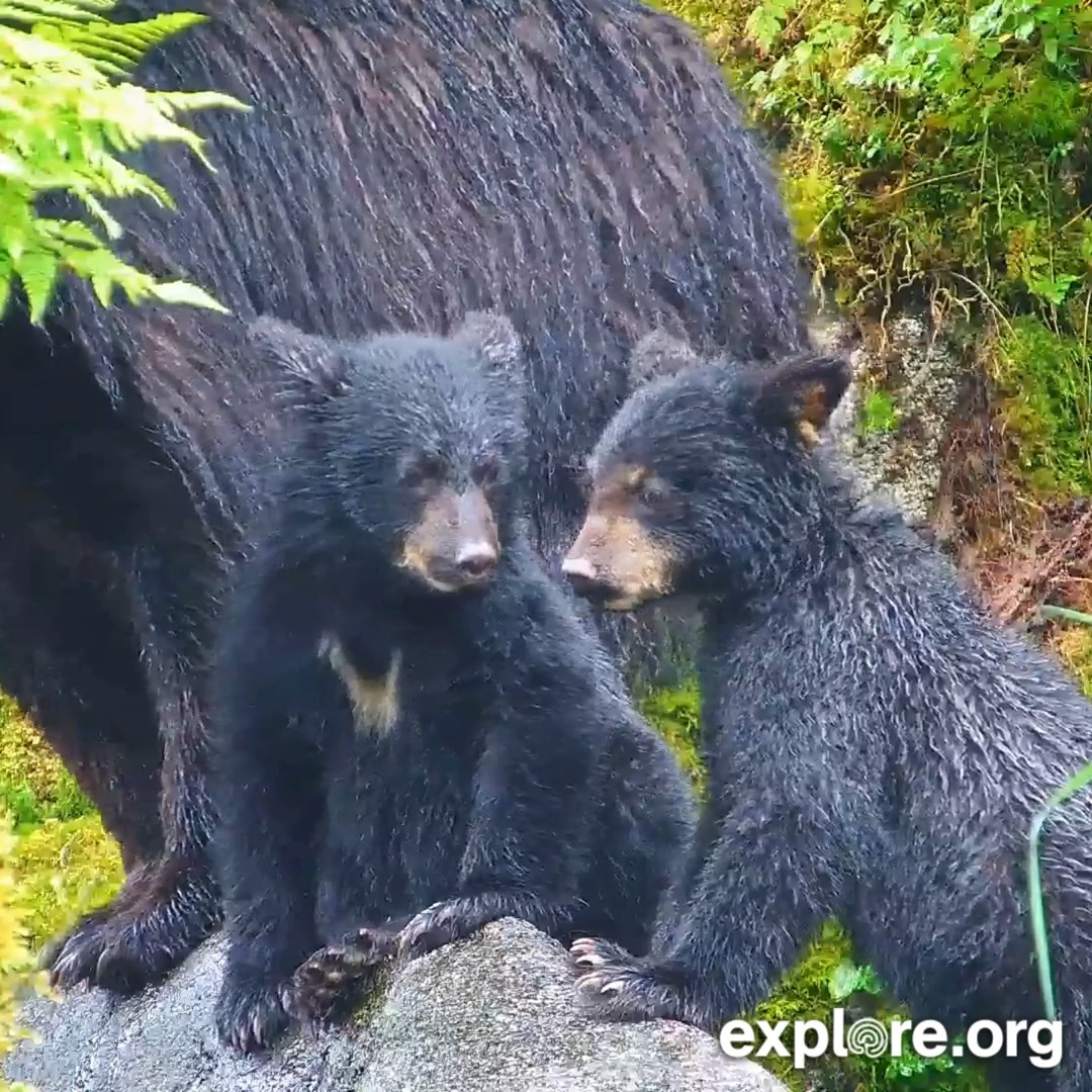 のぶクマ🐻羆と香辛料 (@kumar0001) / Posts / X