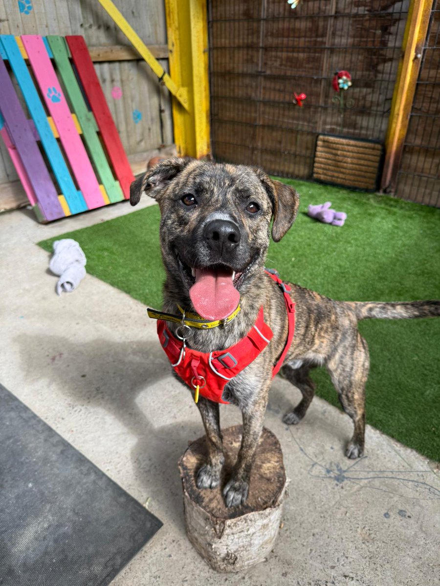 Dogs Trust Glasgow tweet media
