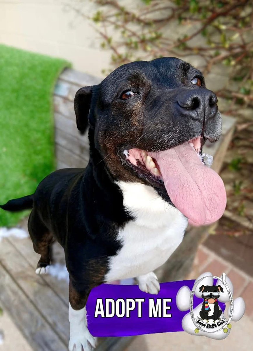 Senior Staffy Club Dog Rescue tweet media