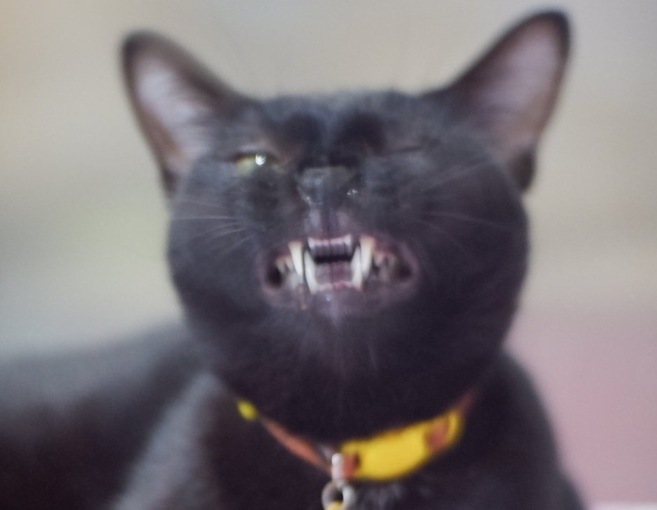 𝐬𝐚𝐲𝐜⚯𝐥𝐞𝐧𝐠𝐥𝐢𝐬𝐡™🧠📚🐈⬛ tweet media