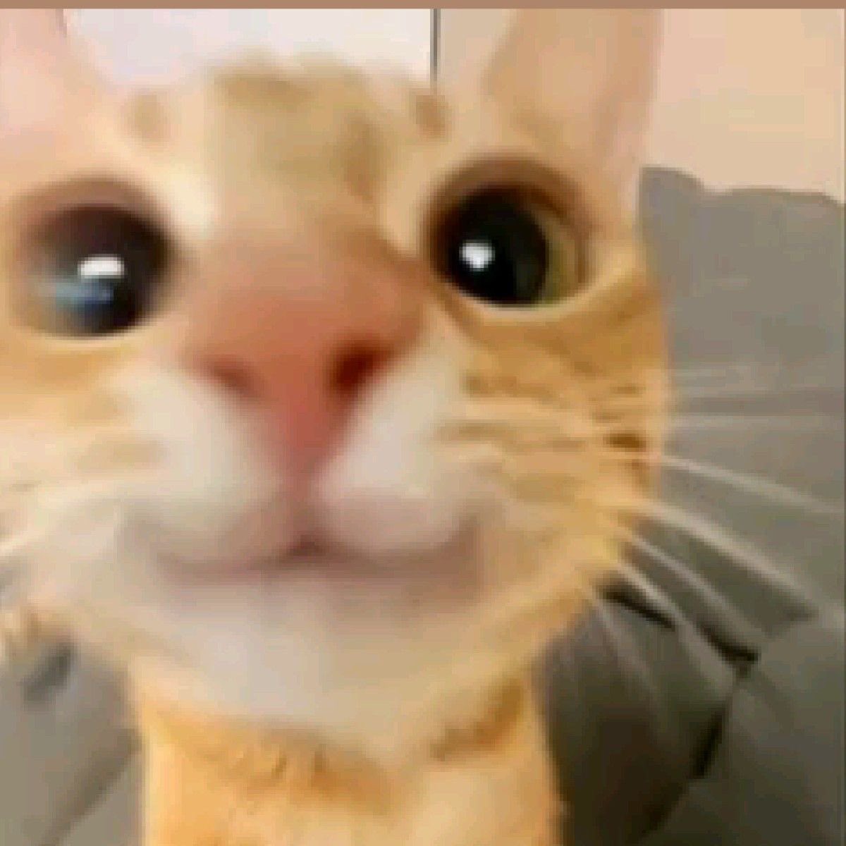ℭ𝔥𝔩𝔬𝔢 ⟢ tweet media
