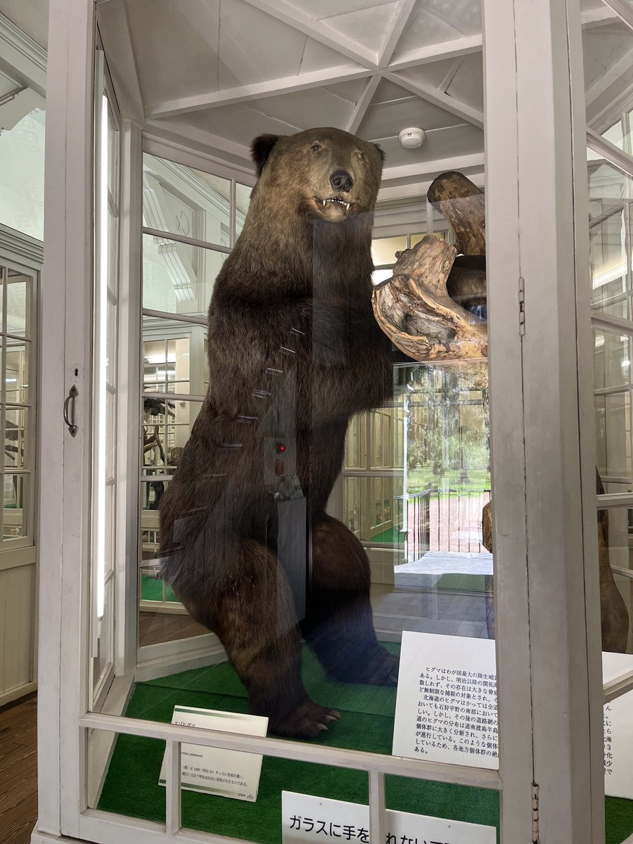 北海道大学植物園博物館内にはヒグマやエゾオオカミ、ワモンアザラシ