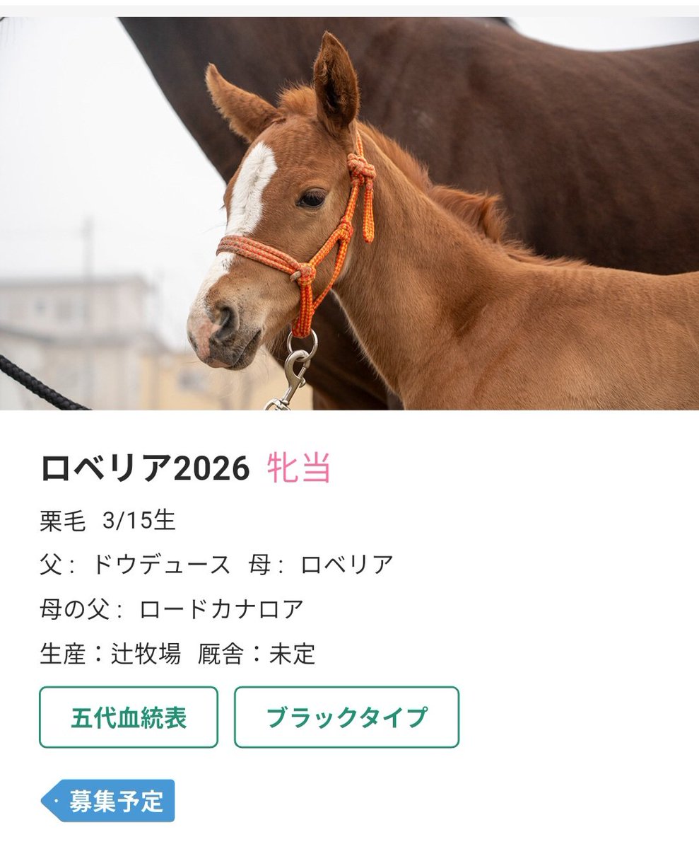 DMMドリームクラブに イクイノックスとドウデュースの女の子の出資の