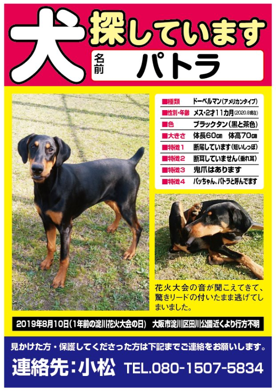 snowwill_ow's tweet photo. RT@IR5syir1a1gxChL リカ 
#長期間迷子 
#迷子ドーベルマン 
#迷子犬 
#迷子大型犬 
#大阪市淀川区
2019,8,10 大阪市淀川区の花火大会のあった日 
迷子になったまま再会出来ずに月日が経ちました
ツイートを気にして下さって 励まして下さってる皆様🙏
ずっと捜してます 
https://t.co/hNRZ4itCsP