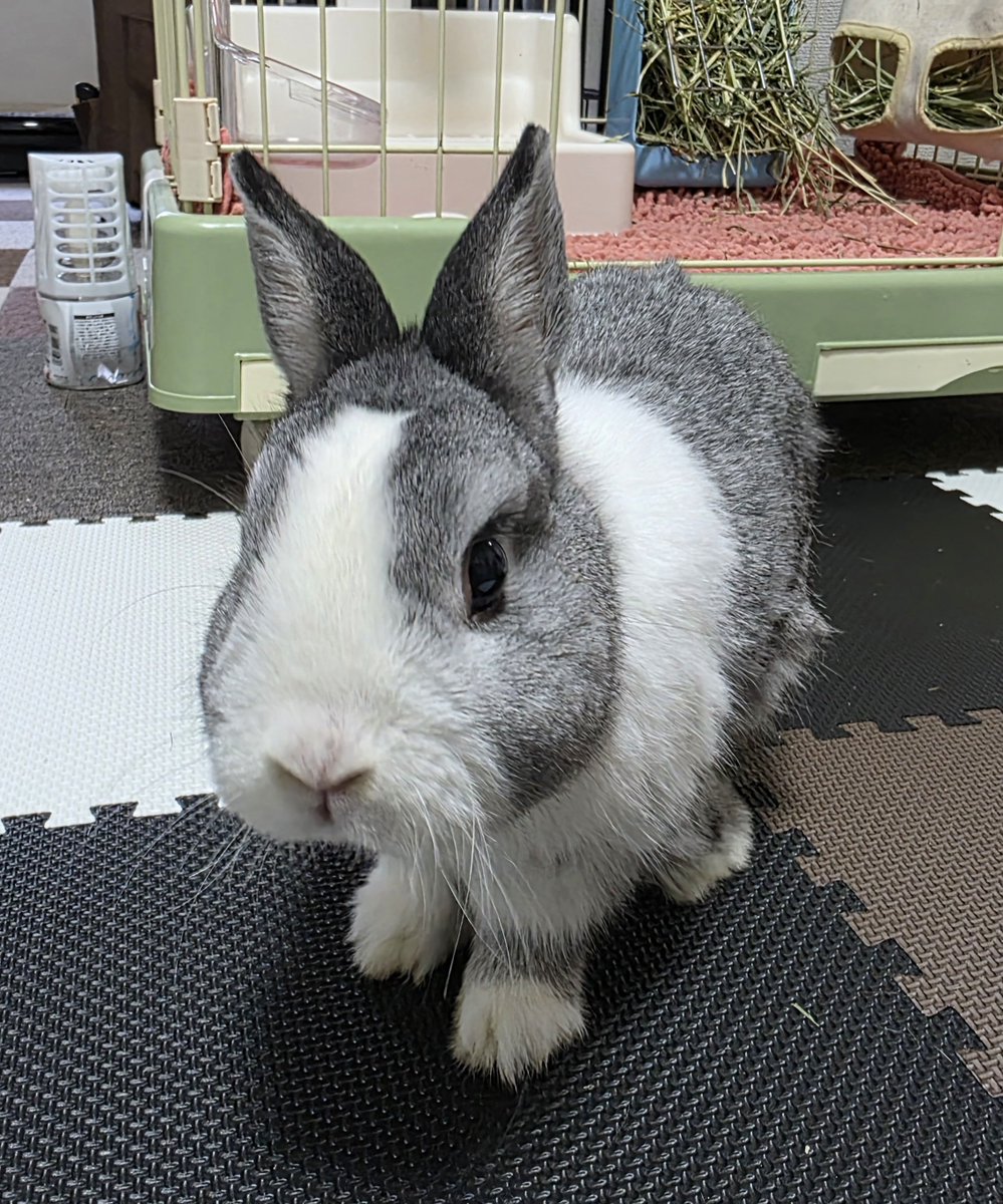 こんばんは🌛🐰🐰🐰🐰 #うさぎ