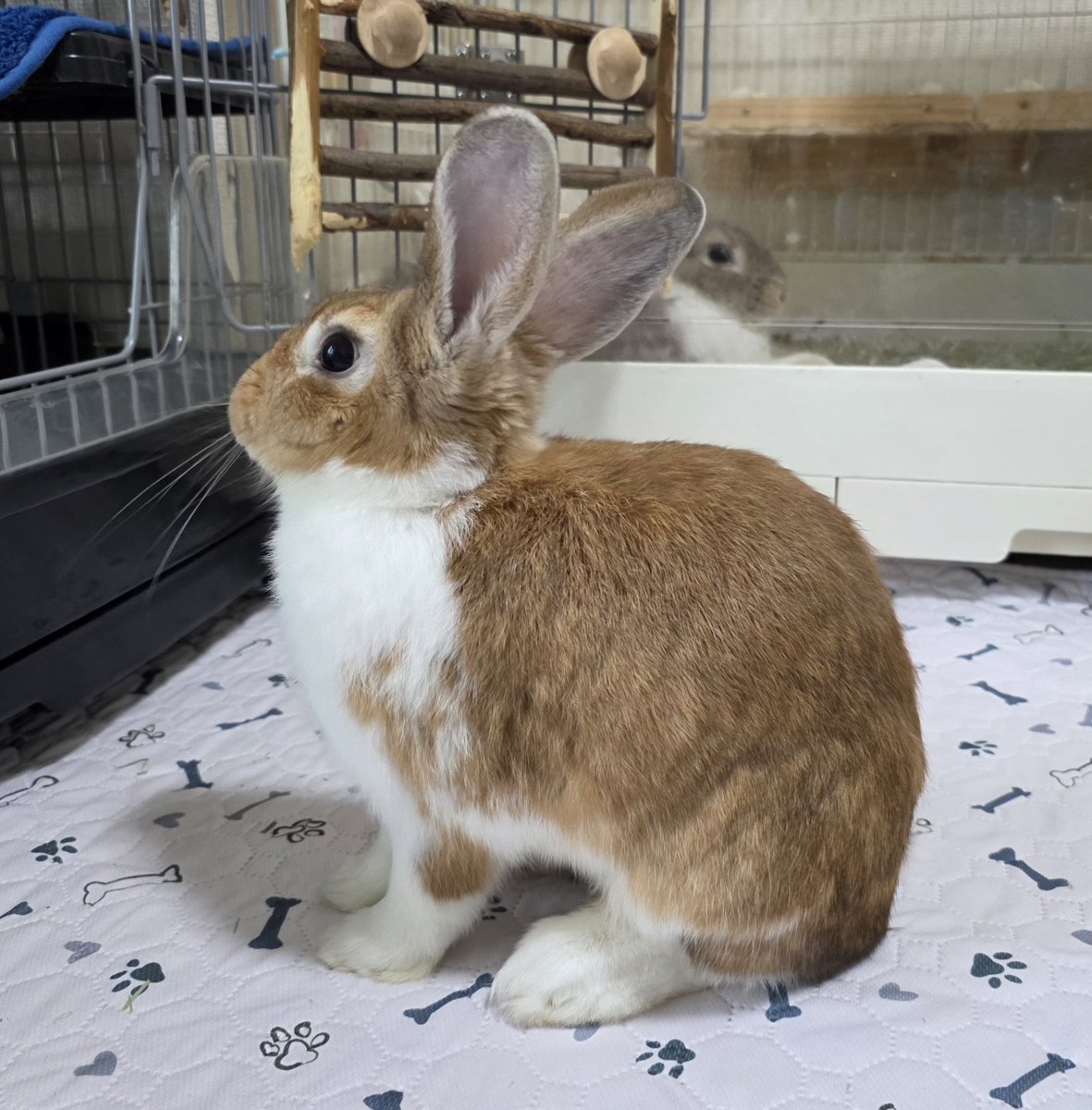 こんばんは🌛🐰🐰🐰🐰 #うさぎ