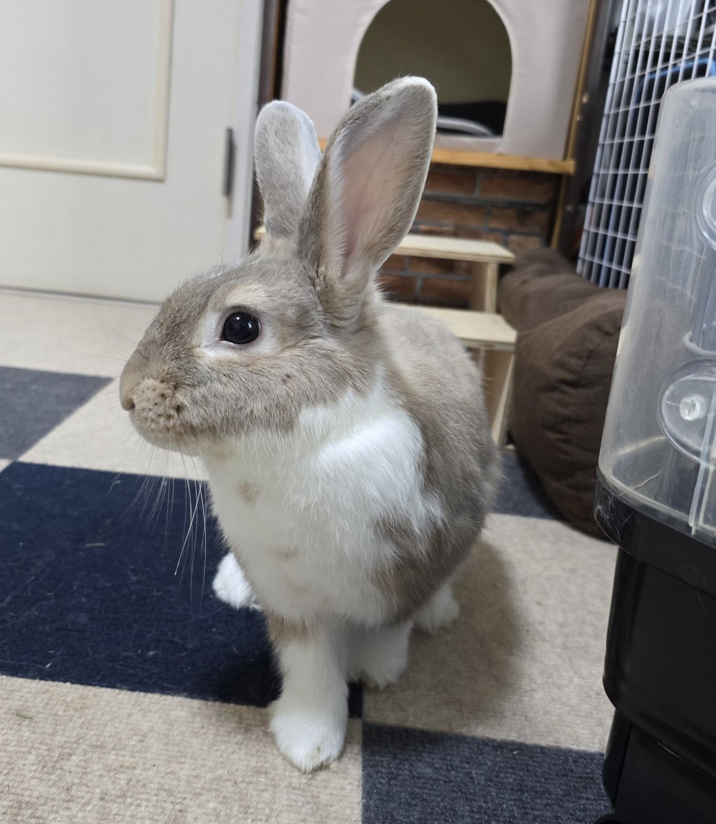 こんばんは🌛🐰🐰🐰🐰 #うさぎ
