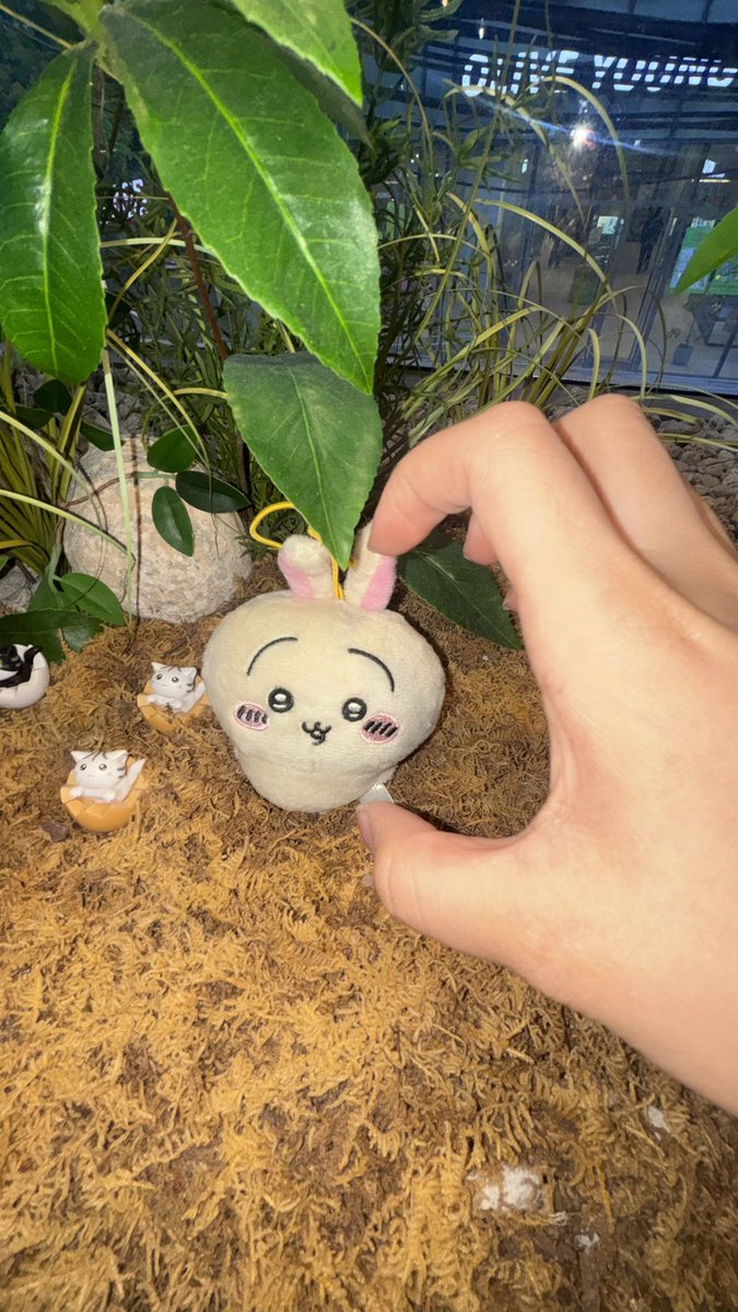 쵸 tweet media