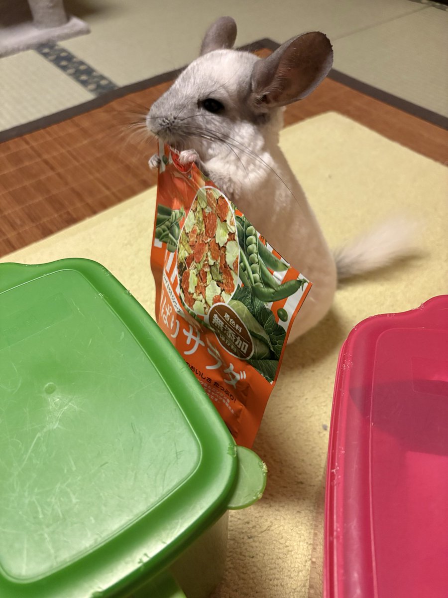 チンチラパイド