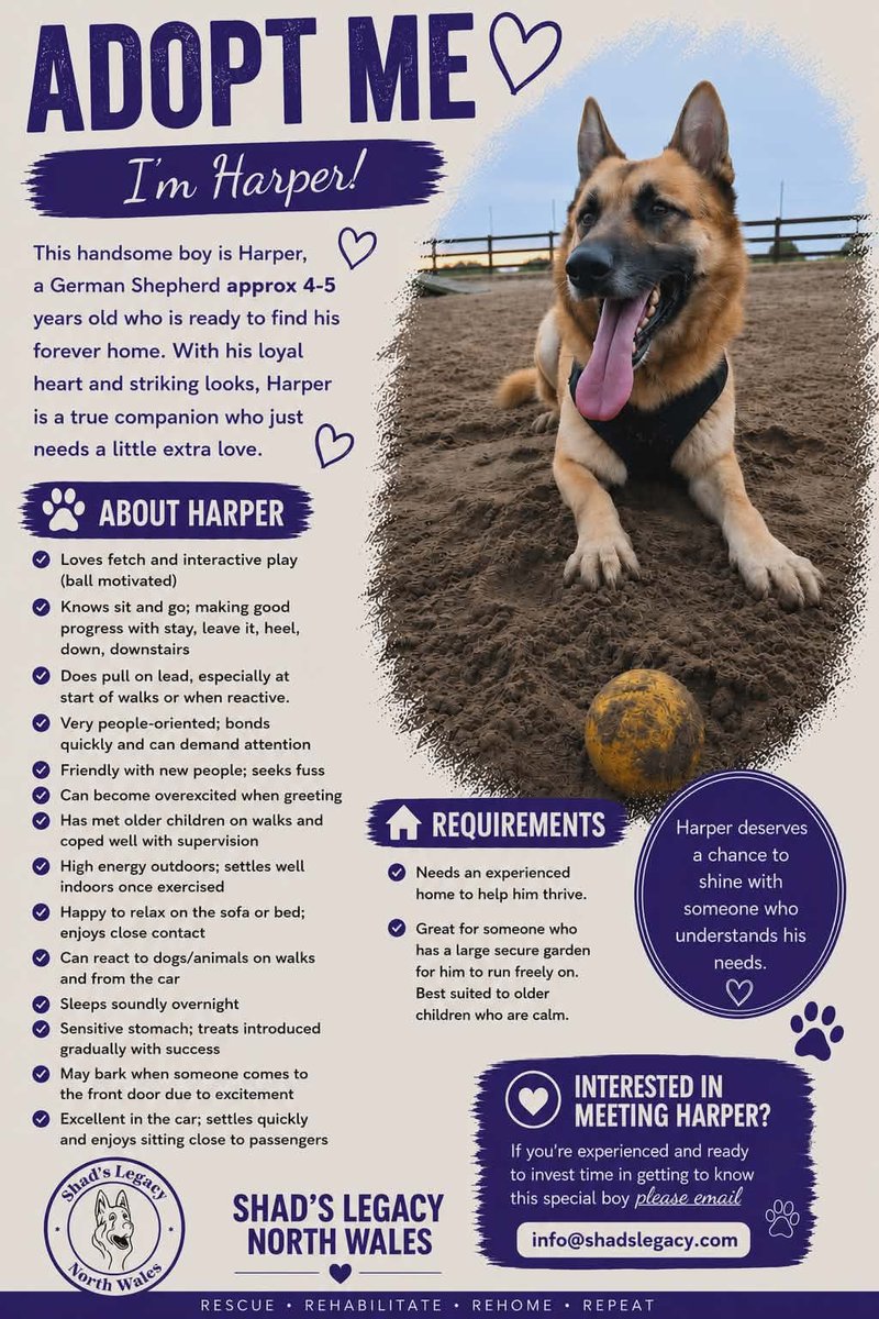 Animal Adoptions UK 🐕‍🦺🐈🐎❤️ tweet media