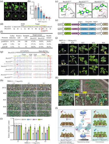 PlantBiotechJ's tweet photo. 📝 BRIEF COMMUNICATION 📝

Engineering Herbicide Cross-Resistance in Rapeseed by Generating Stacked BnaALS Mutations via Sequential CBE and ABE8e-SpRY Editing - Ren et al.

🔗 https://t.co/KHCfdGAgqb

#plantscience 🧪 https://t.co/sX2WEBOhI2