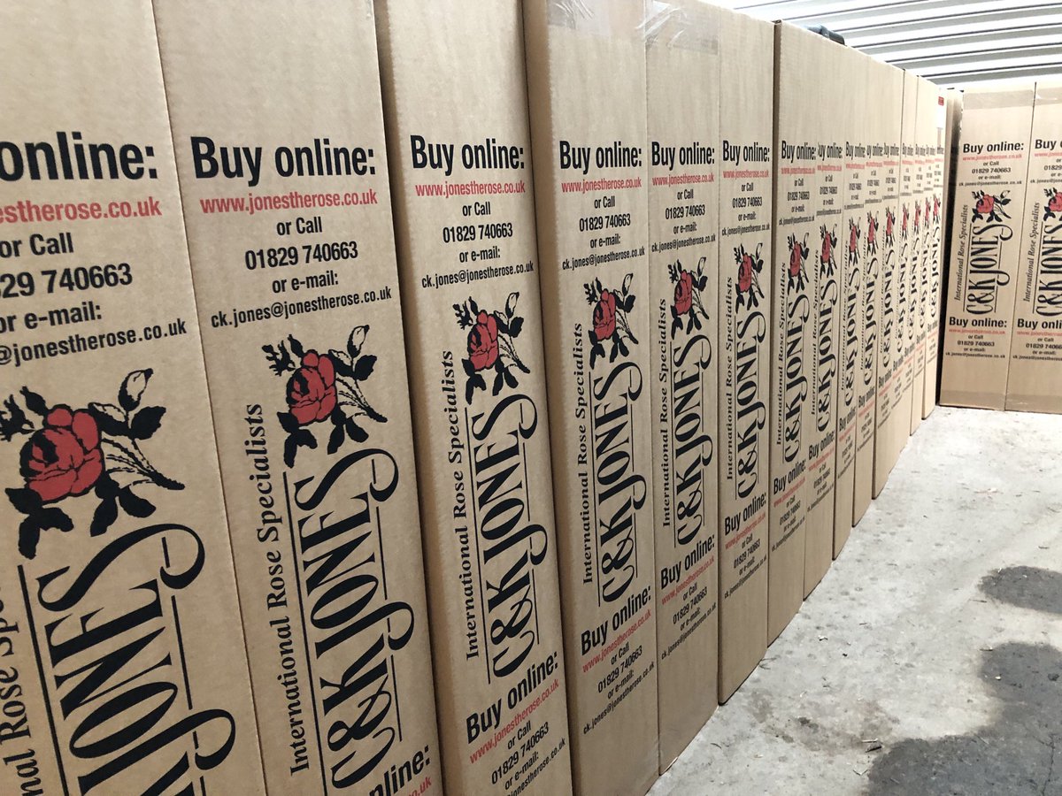 JonesTheRose's tweet photo. Been a busy morning trying to catch up with our orders!! #jonestherose #rosegrower #rhsmalvern #mailorder #pottedroses #peatfree https://t.co/TUc357nzO0