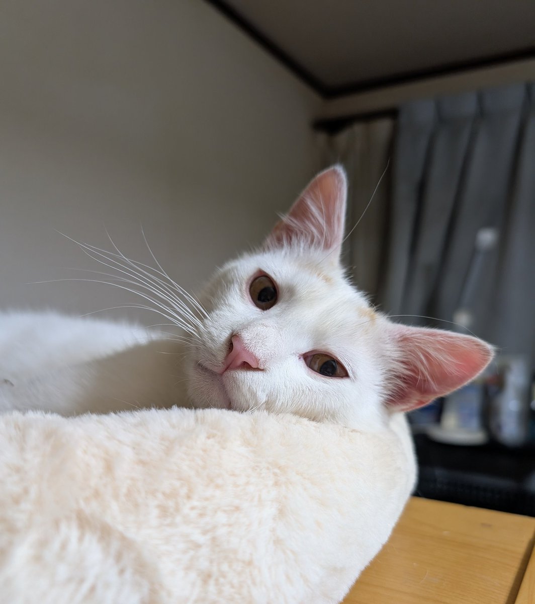猫の下僕ヨコタ tweet media
