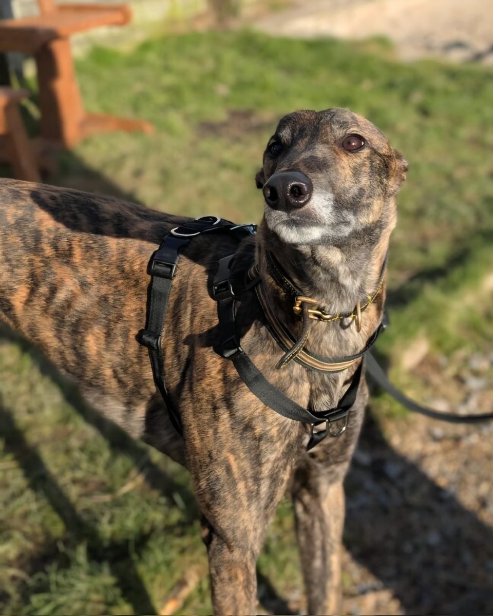 Forever Hounds Trust tweet media
