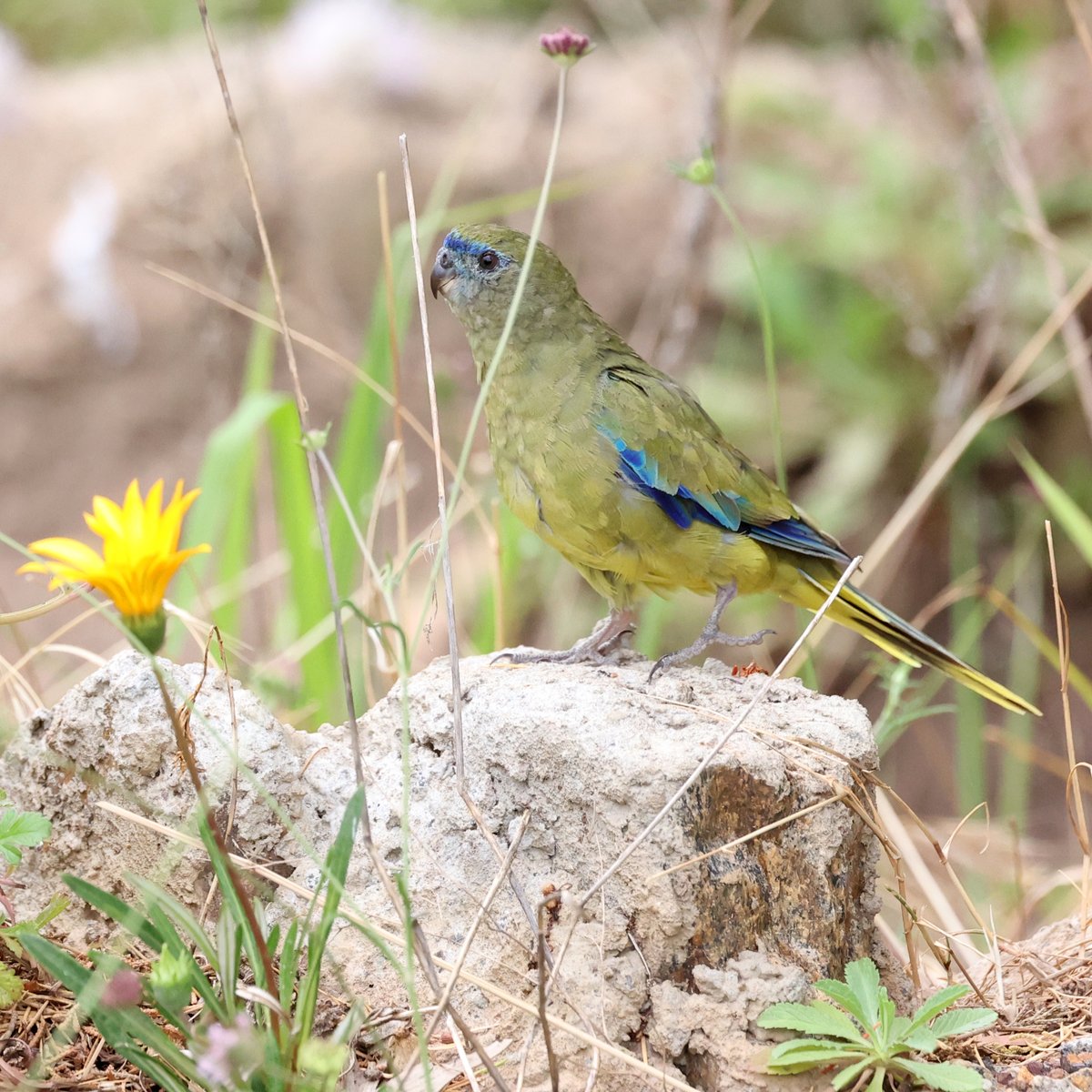 SandyHorne61's tweet photo. A rock parrot ... on a rock!
Louth Bay, Eyre Peninsula. https://t.co/iwLL1xb0Ne