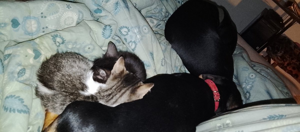 18Obdulio's tweet photo. @TiFaNiiii Friooo... Mis rescatados con su mamá sustituta https://t.co/oe81vz8Hfd
