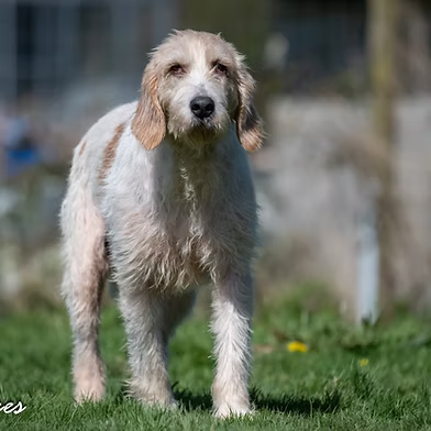 Penny2449's tweet photo. #rehomehour
Athena Welsh Foxhound. was a stray so no history, 
she's around 35kg and looking for a home with 
another dog and teenagers, she's a quiet placid girl 
nervous at first but  loves humans, has probably not 
lived in a home, more info/adopt her from @WWPdogs UK https://t.co/URVI1cnP0V