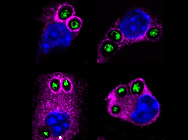 Biomedical Picture of the Day BPoD tweet media