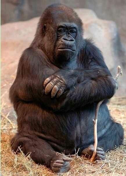 Gorilla 🦍 tweet media