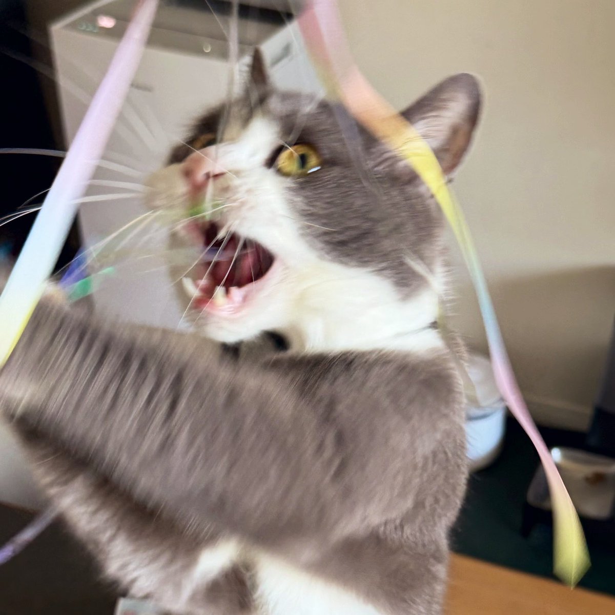 わがやのねこ tweet media