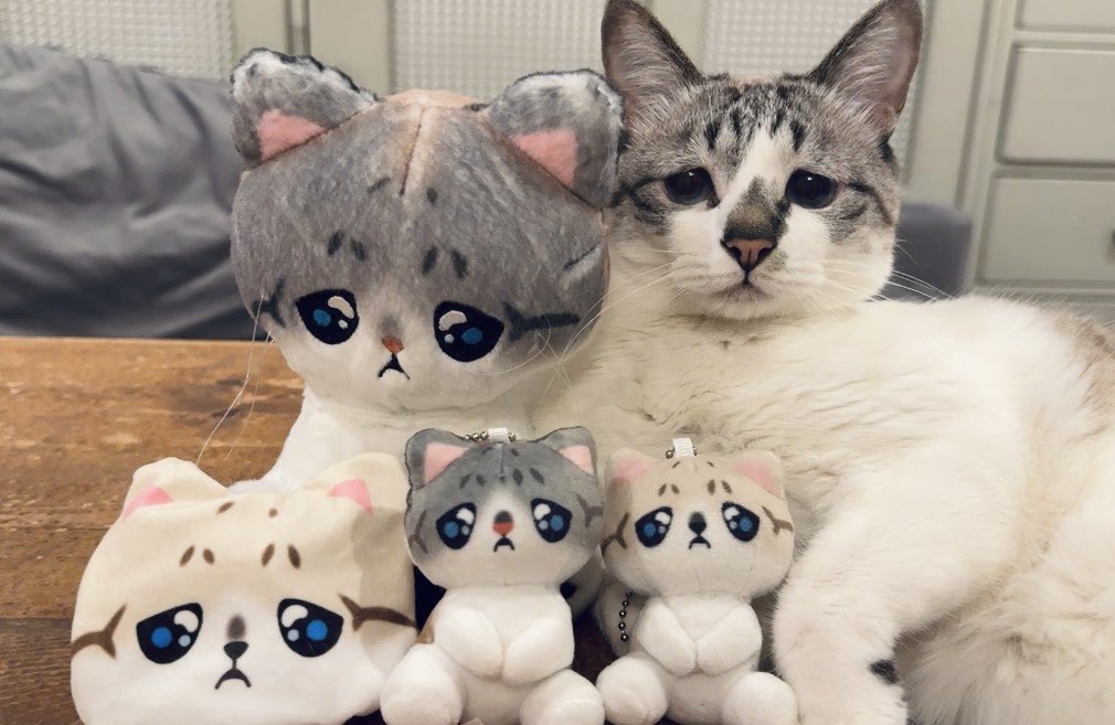 ぴえん猫ミント tweet media