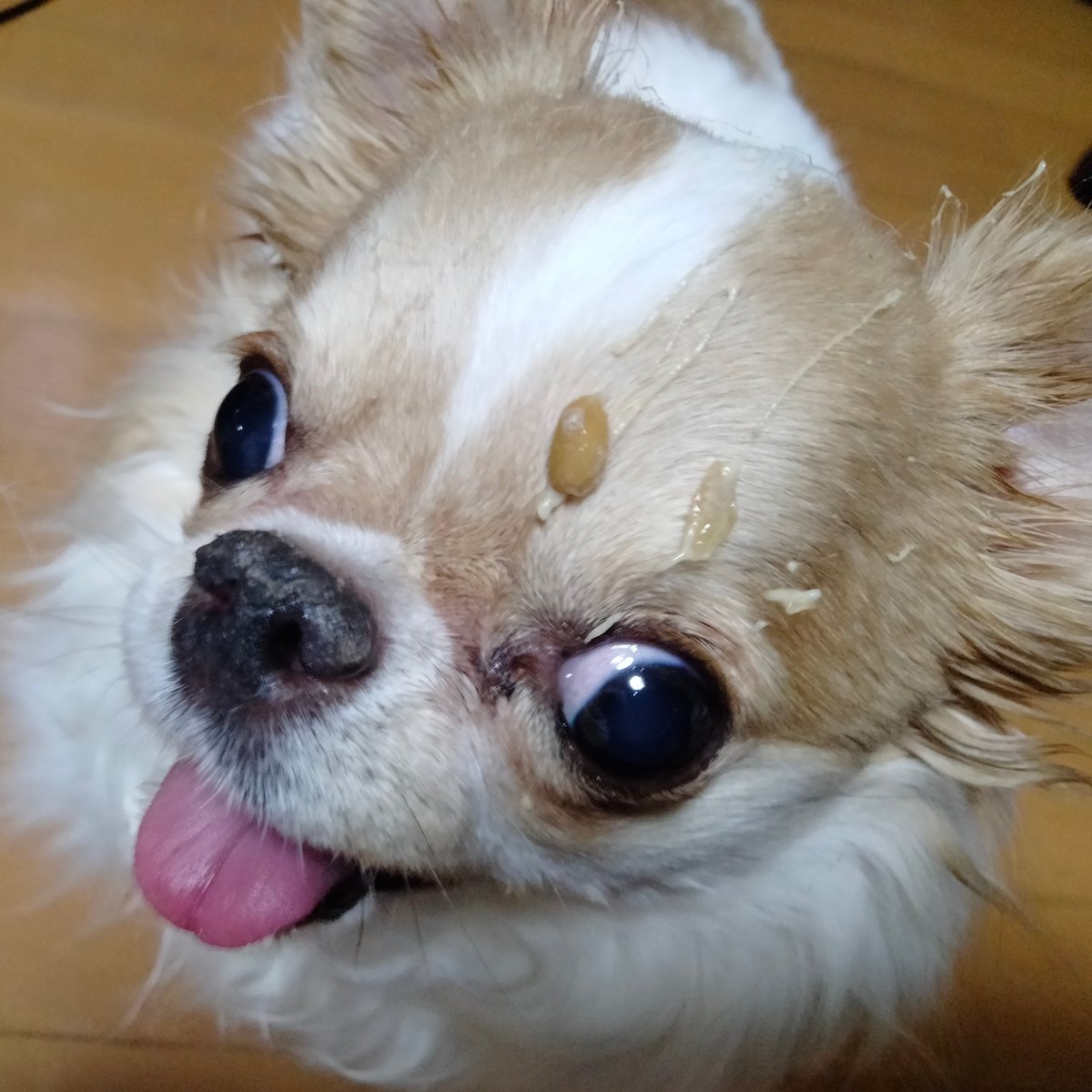 echigoyamoke's tweet photo. 高さ…角度…スピード…
やれることは全てやり尽くしました…
それなのに…どーしてこうなる😭 https://t.co/S9P1kBwSej