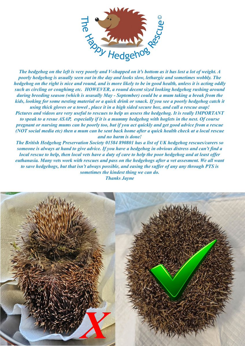 The Happy Hedgehog Rescue tweet media