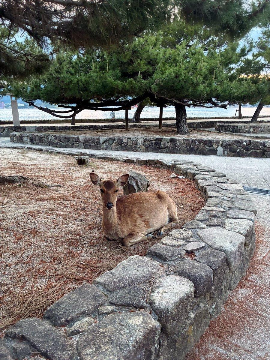 ryokookouchi's tweet photo. 初めての宮島
ようやく訪れることができました⛩️

潮の満ち引きと一緒に
景色も空気もゆっくり移ろい
陽が落ちる頃には幻想的な世界が
広がっていました✨ https://t.co/ASPPWHPgUP