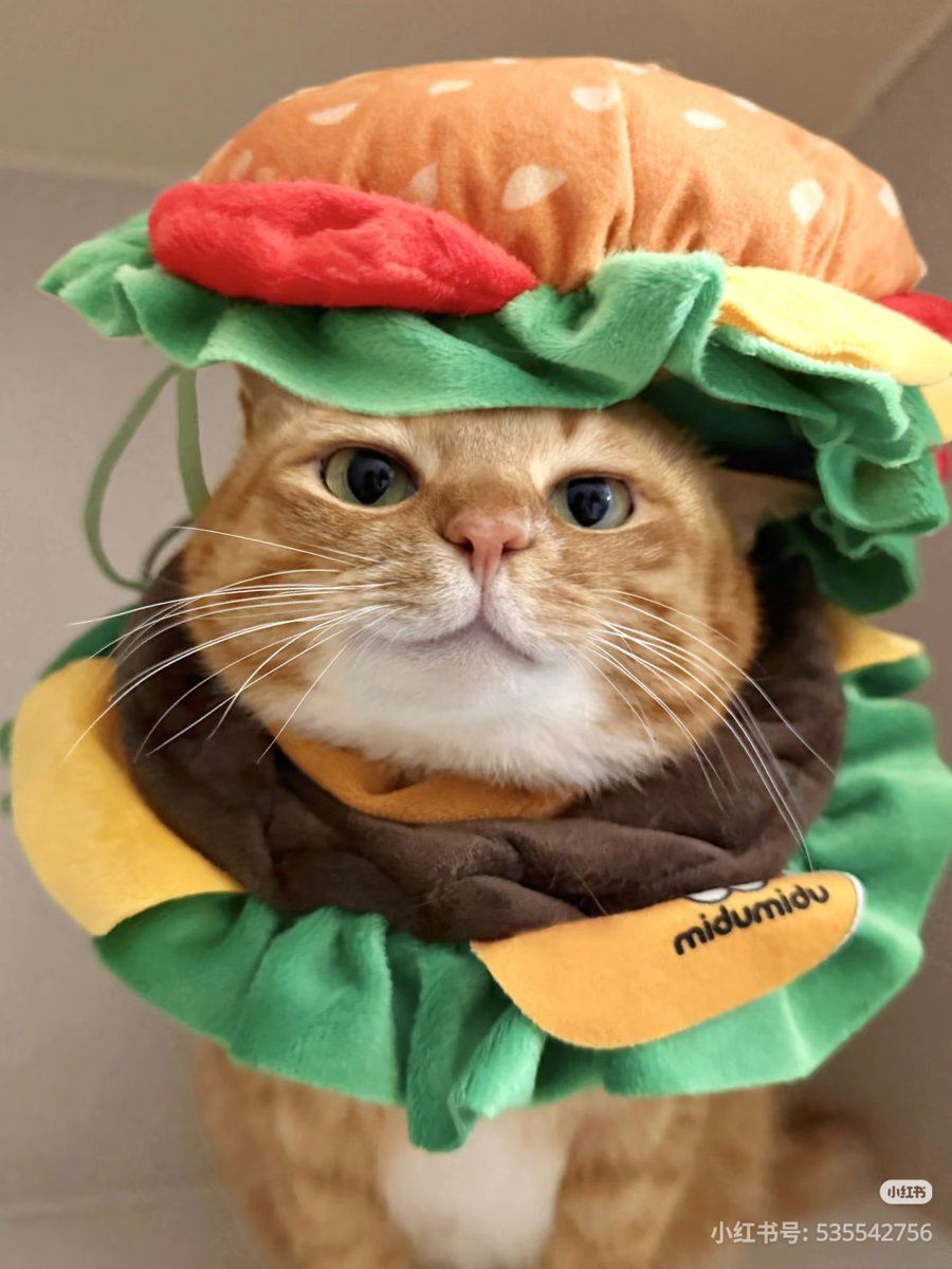 ชลน แมวส้มแท้ๆ 🐱 tweet media