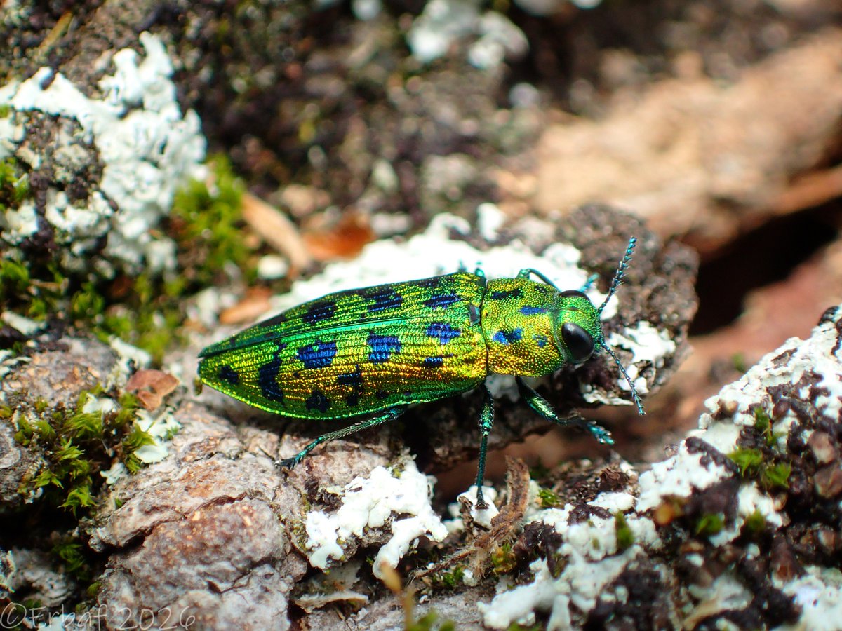 クロホシタマムシ Lamprodila vivata（Ovalisia virgata） 2026-5-12