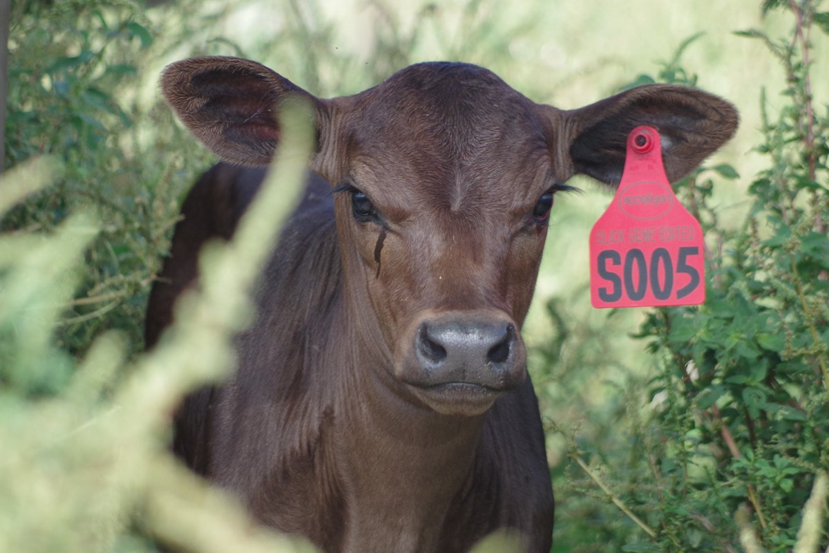 Foundation for Food & Agriculture Research (FFAR) tweet media