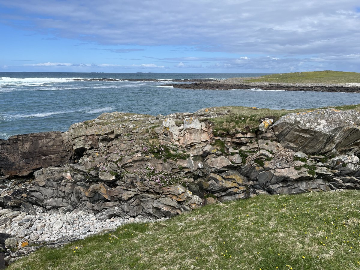 Jatty58's tweet photo. Cracking 2hr sea watch from 7.45am today, Àird an Rùnair, Balranald with 61 Long-tailed Skua, 7 Pomarine Skua, Great Northern Diver, Red-throated Diver, 300 Arctic Tern, Gannet, Kittiwake, Fulmar and several Guillemot. #Uist #Alba #Balranald #SeaWatching #Hebrides https://t.co/I8z16jFBDq