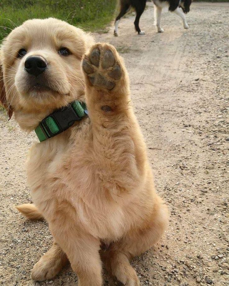 Dogs all the way tweet media
