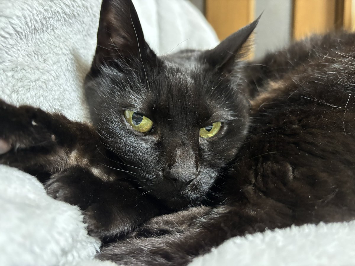 黒猫ベル🖤 tweet media