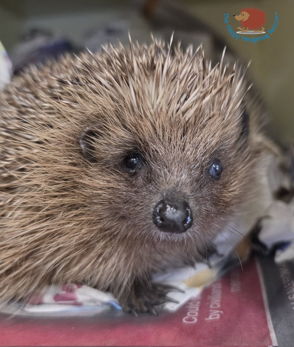hogified100's tweet photo. Filming Hedgehogs -I only film hedgehogs in our rescue when their cages are being cleaned or fed. All the hogs are poorly &amp; less disturbance means less stress which aids healing! Posts with pics are engaging &amp; help to  educate save our prickly friends. Please RT x https://t.co/jR7O1Rej4I