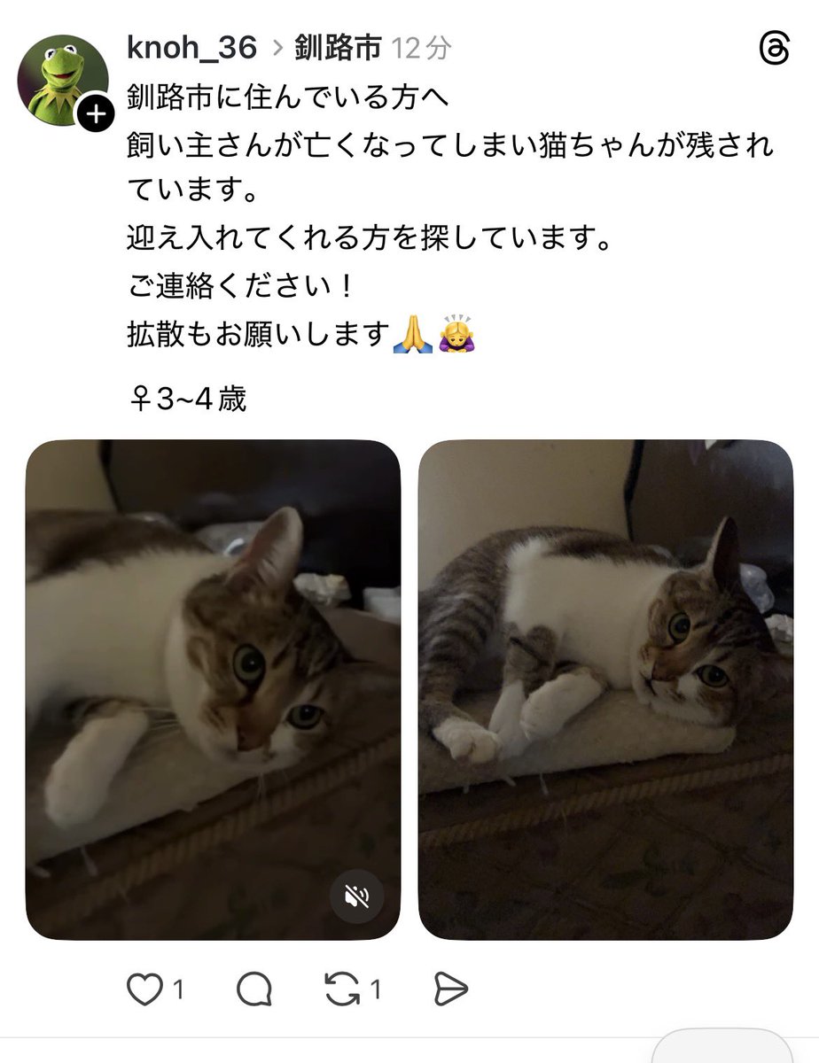 北海道*保健所*里親募集 tweet media