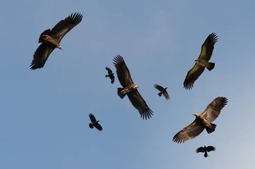prempanicker's tweet photo. India lost 40 million vultures in one of the fastest ecological collapses ever.  A painkiller for cows killed nature’s perfect sanitation system, and triggered a public health crisis.  Now the long, difficult fight to bring them back is tangled in politics, funding fights & premature releases. Powerful long read in @TheEconomist by Sudipto Sanyal: 

https://t.co/sKVYZ7m4wR

#VultureConservation #IndiaWildlife #Biodiversity