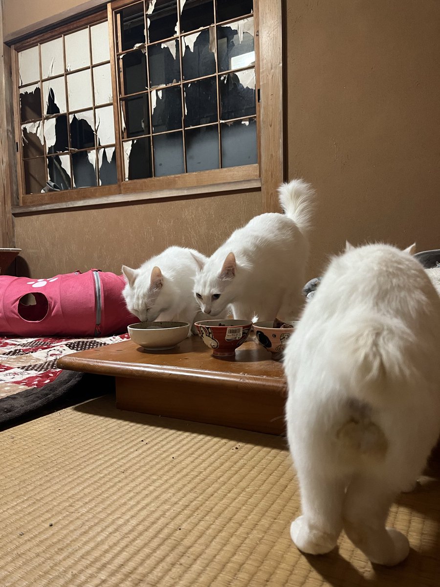 廣瀬 達也-ひろせ農園- tweet media