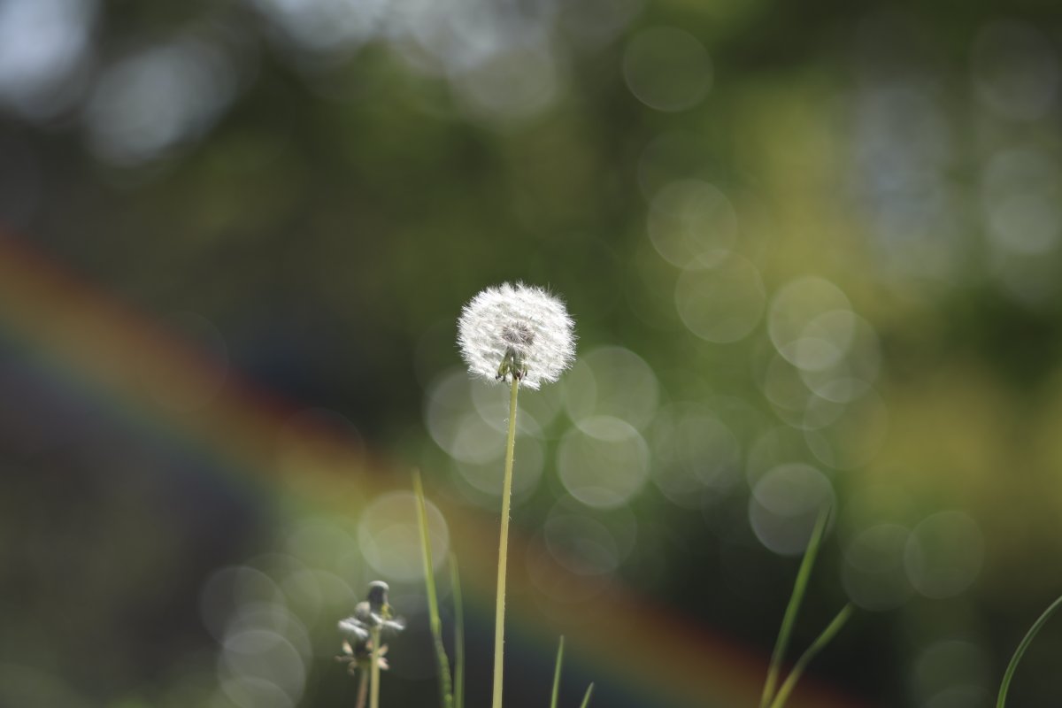 20260418 まるがいっぱい #風景 #CANON #EOSR6mark2 #supertakumar #105mm