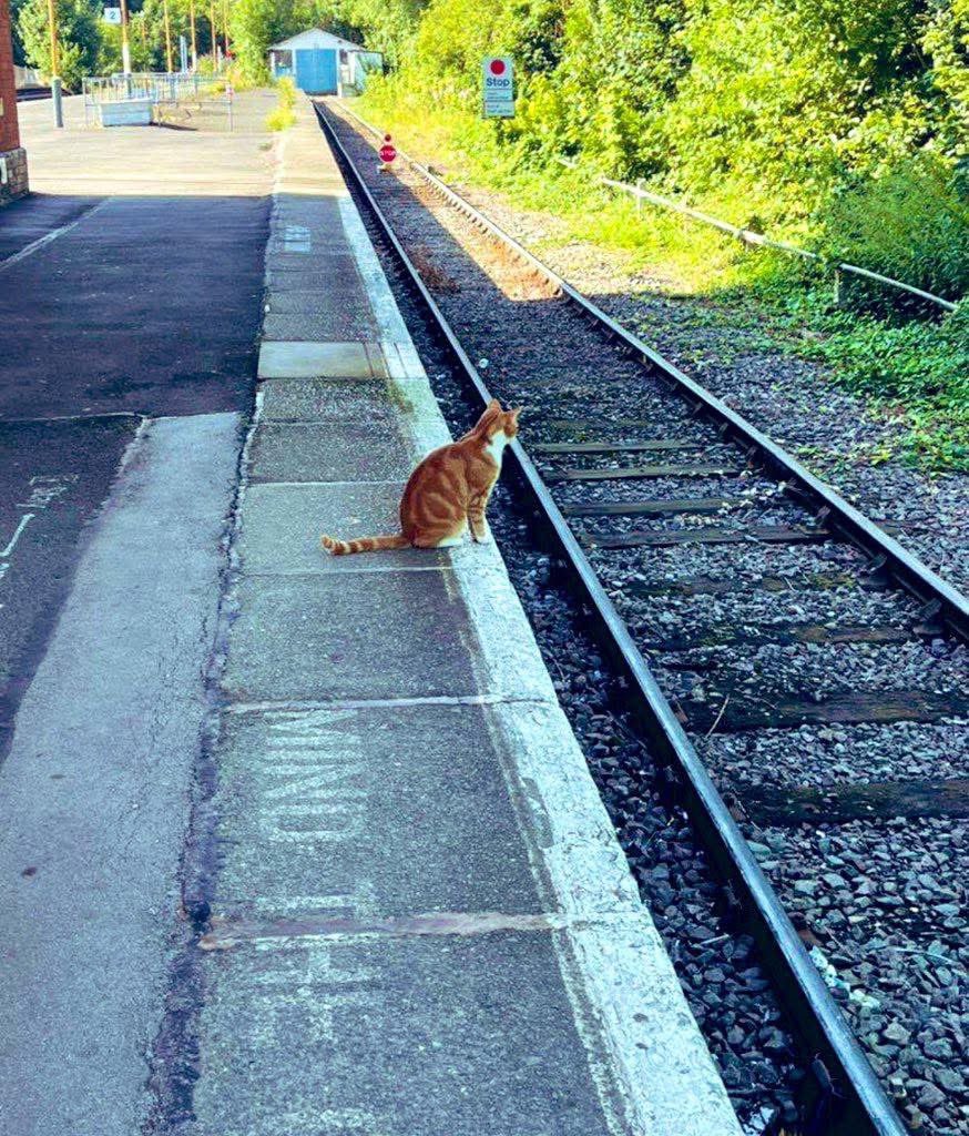 George The Stourbridge Junction Station Cat tweet media