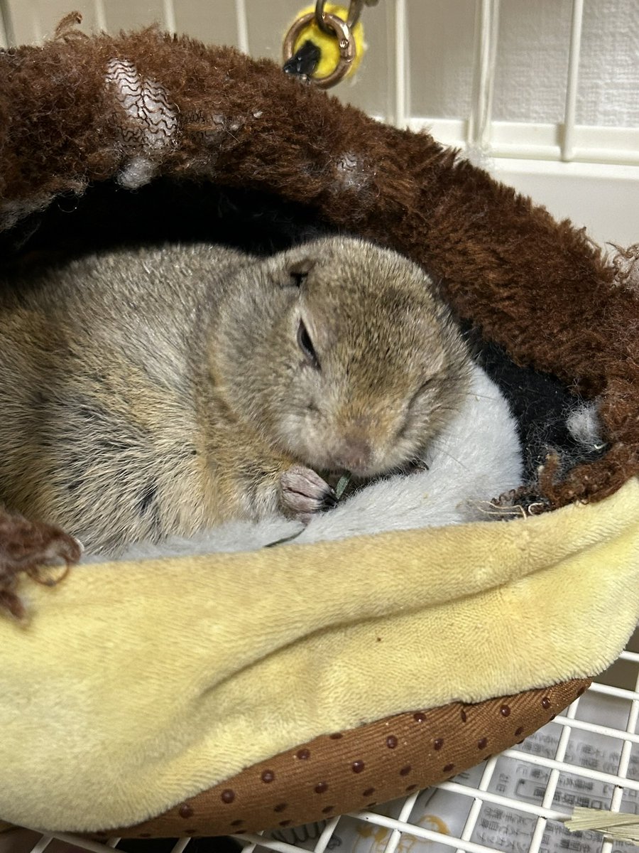 ayano04112's tweet photo. ホームセンターに行ったら生牧草なるものが売られてるのを初めて見たので、購入して与えてみたらすごい食いつき
普段ペレットメインだから草をもりもり食べてるのがちょっとおもしろい
(乾燥牧草は常に置いてるけど味気ないのかそんなにたくさん食べない) https://t.co/bB4PRYQpgy